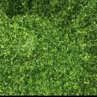 انواع سبزیجات تازه نیشابور ارسال به نقاط مشهد