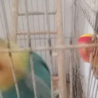 عروس کوتوله