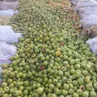 سیب زیر درختی بالاترین قیمت نقدی
