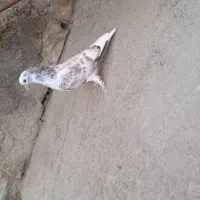 فروش فوری سه تا جوجه کفتر دو پری