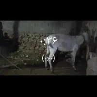 سلام الاغ گمشدمژدگانی ۳۰ملیون
