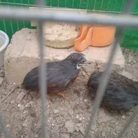 بلدر چین نروماده