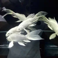 ماهی کوی سوپرباله (پلاتینیوم)