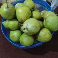 خوج محلی