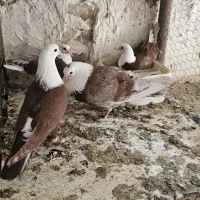 کربلایی