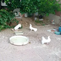 فروش کبوتر تزیینی دم چتری
