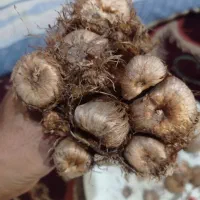 پیاز  زعفران خوب کم خاک