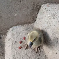 جوجه قو غاز