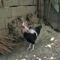 خروس محلی جوان کاکلی