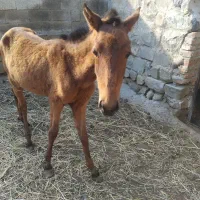 اسب|اسب و تجهیزات اسبسواری|گرمی, |دیوار