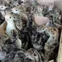 جوجه بوقلمون