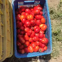 گوجه ربی