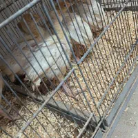 بوقلمون بیوتی سیکس(دهکده طیور)