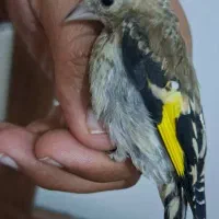 جوجه سهره