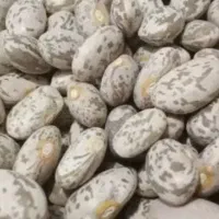 لوبیا چیتی ارتشی