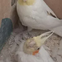 یک جفت عروس هلندی