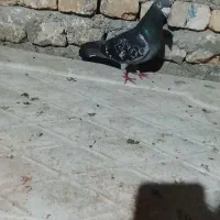 کفتر سبز،سوسکی ، قره المانی