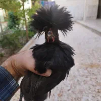 جوجه مرغ کاکلی 3 ماهه