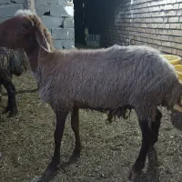 میش جهت کشتن ودیگ