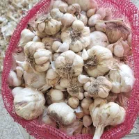 سیرامسال