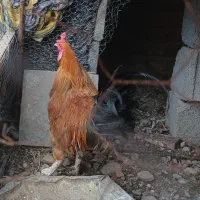 خروس محلی
