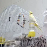 یک جفت عروس هلندی نر و ماده