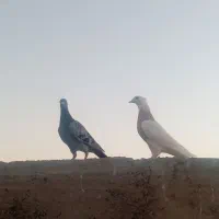 مجسمه کبوتر  به شرط سالمی