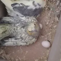 دوجفت عروس مولد