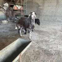 بره قوچ ۱۱ ماهه