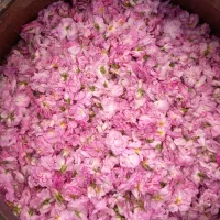 عرقیات و گلاب موکب