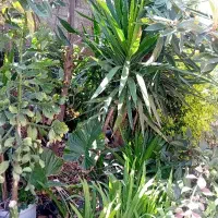 فروش گل یوکا قدی باتنه قوی وگل باباآدم درهمه سایز