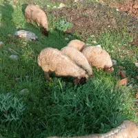 بره شیری