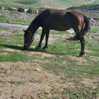 مادیان