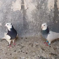 کفتر نروماده طوقی خوش رنگ