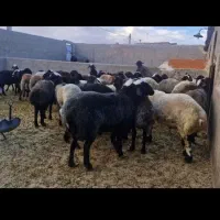 گوسفند زنده