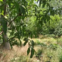 باغ فروشی در سیرچ کرمان، دارای آب به همراه سند