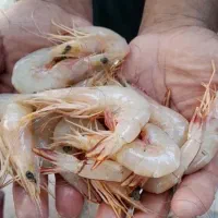 میگو موزی متوسط در ماهی خونه
