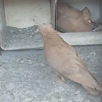 سیاه و زرد آبادانی سفید بمبویی معاوضه با جکسون