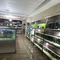 آکواریوم سیلور،گوپی گلدفیش آنجل مولی گیاه کالر کوی