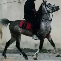 اسب نریان