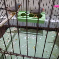 جفت فنچ|پرنده|بندرعباس, |دیوار