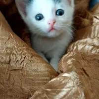واگذاری بچه گربه زیبا
