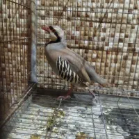 دوعدد بلدرچین نر کوهی
