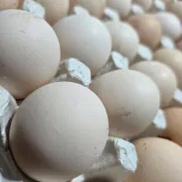 تخم مرغ  تازه محلی دورگه