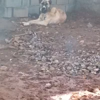 کوچوک ماده هشت ماه نسل دار