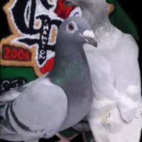 کفتر‌ هومر‌ سرگ‌ خط سفید پاکستانی