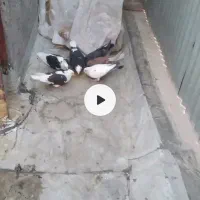 کبوتر رنگی