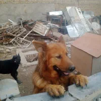 سگ مناسب باغ