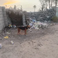 سگ. ژرمن