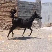کره ماده یکساله پرخون